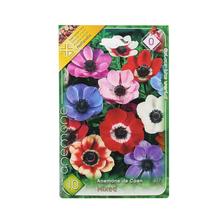 ANEMONE DE CEAN MIX - Cibuloviny | FLORASYSTEM