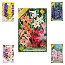 Gladiolus MIX - FLORASYSTEM