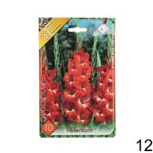 Zmes cibuľovín gladiolov v rôznych farbách.