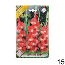 Zmes cibuľovín gladiolov v rôznych farbách.