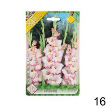 Zmes cibuľovín gladiolov v rôznych farbách.