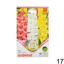 Zmes cibuľovín gladiolov v rôznych farbách.