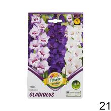 Zmes cibuľovín gladiolov v rôznych farbách.