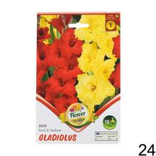 Zmes cibuľovín gladiolov v rôznych farbách.