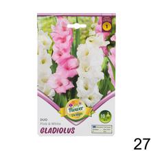 Zmes cibuľovín gladiolov v rôznych farbách.