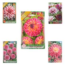 Dahlia pompon mix - FLORASYSTEM
