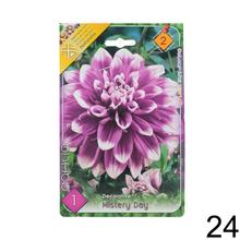 Zmes cibuľovín Dahlia pompon.