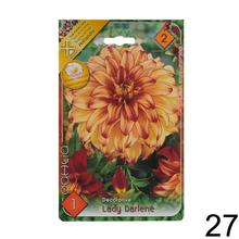 Zmes cibuľovín Dahlia pompon.