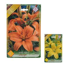 Lali MIX - Cibuloviny | FLORASYSTEM