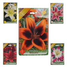 Lali - Cibuloviny | FLORASYSTEM