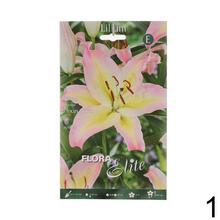 Sada cibuliek ĽALIA asiatic MIX s rôznymi farbami kvetov.