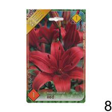 Sada cibuliek ĽALIA asiatic MIX s rôznymi farbami kvetov.