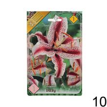 Sada cibuliek ĽALIA asiatic MIX s rôznymi farbami kvetov.