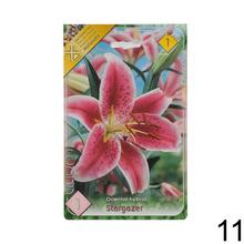 Sada cibuliek ĽALIA asiatic MIX s rôznymi farbami kvetov.