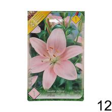 Sada cibuliek ĽALIA asiatic MIX s rôznymi farbami kvetov.