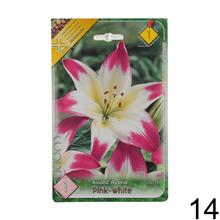 Sada cibuliek ĽALIA asiatic MIX s rôznymi farbami kvetov.