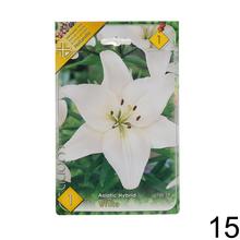 Sada cibuliek ĽALIA asiatic MIX s rôznymi farbami kvetov.