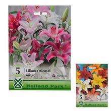 Large pack - Lilium MIXED 5 - Cibuloviny | FLORASYSTEM