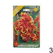 Semená Canna Mix s rôznymi odrodami kvetov.