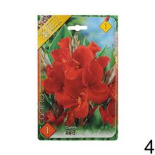 Semená Canna Mix s rôznymi odrodami kvetov.