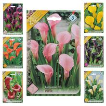 Zantedeschia MIX - Cibuloviny | FLORASYSTEM