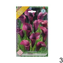 Zantedeschia mix s rôznymi farbami kvetov.