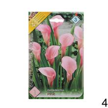 Zantedeschia mix s rôznymi farbami kvetov.