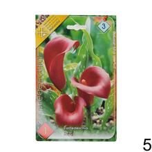 Zantedeschia mix s rôznymi farbami kvetov.