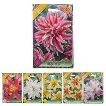 Lali MIX - Cibuloviny | FLORASYSTEM