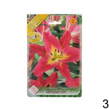 Sada cibúľ LALIA MIX s rôznymi farbami kvetov.