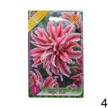 Sada cibúľ LALIA MIX s rôznymi farbami kvetov.