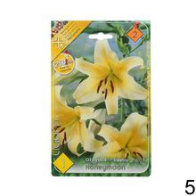 Sada cibúľ LALIA MIX s rôznymi farbami kvetov.