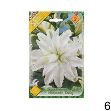 Sada cibúľ LALIA MIX s rôznymi farbami kvetov.