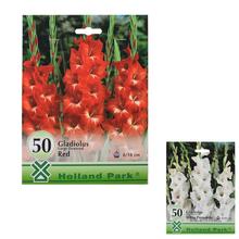Large pack - Gladiolus MIXED - Cibuloviny | FLORASYSTEM