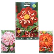 dahlia mix - Cibuloviny | FLORASYSTEM