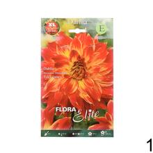 Zmes cibuľovín Dahlia EXCLUSIVE