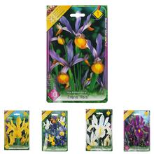IRIS MIX - Cibuloviny | FLORASYSTEM