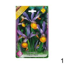 Sada cibuľovín IRIS MIX s rôznymi farbami kvetov.