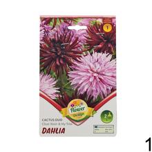 Cibuľka DAHLIA DUO MIX s ružovými kvetmi.