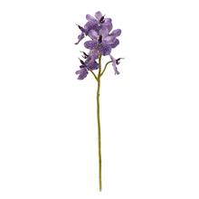 KS ORCHIDEA VANDA FIALOVI-BIELA x7 63CM - Orchidej | FLORASYSTEM