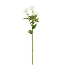 KS ČEMERICA BIELA 62CM - FLORASYSTEM