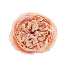 HLAVA RUŽA ANGLICKÁ RUŽOVÁ 12BAL 7CM - Růže | FLORASYSTEM