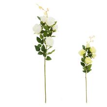 KS RUŽA 5-HLÁV, ZELEŇ, MIX/2F 77CM - Růže kusovky | FLORASYSTEM