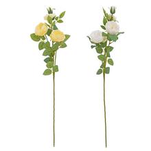 KS RUŽA ŠÍPOVÁ MIX/2F 68CM - Růže kusovky | FLORASYSTEM