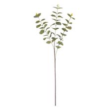KS EUCALYPTUS CINEREA ZELENO-SIVÝ 83CM - Zápich zeleň | FLORASYSTEM
