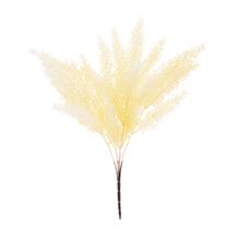 ZELEŇ ASPARÁT BIELY 37CM - Zápich bílý / žlutý | FLORASYSTEM