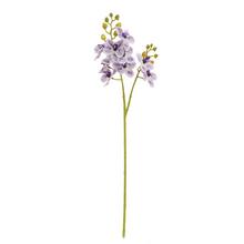 KS ORCHIDEA PHALAENOPSIS BIELO-FIALOVÁ 60CM - Orchidej | FLORASYSTEM
