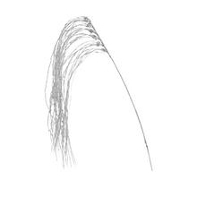 KONÁR VŔBA PREVISLÁ STRIEBORNÁ 110CM - Větev zimní | FLORASYSTEM