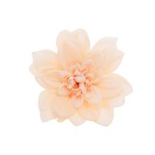 HLAVA DAHLIA 14CM BAL.12KS BROSK. - FLORASYSTEM