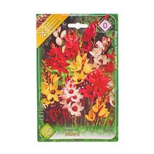 Ixia MIX - Cibuloviny | FLORASYSTEM